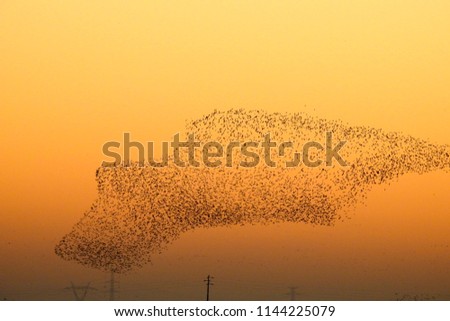 Flock of Black-tailed Godwit (Limosa limosa)