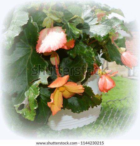 Begonia. Nice flowers in the garden in midsummer, in a sunny day. Green landscape