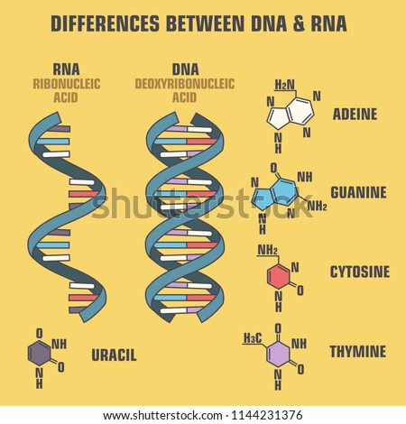 Vector scientific icon spiral of DNA and RNA. An illustration of the differences in the structure of the DNA and RNA molecules. Royalty-Free Stock Photo #1144231376