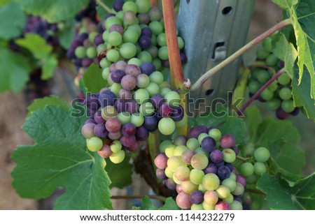 Grapes are ripening in the vineyard