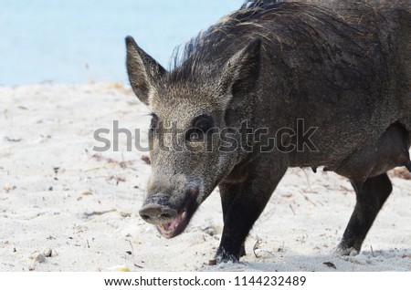 Wild hog walking at the seacoast ,summer photo,funny boar