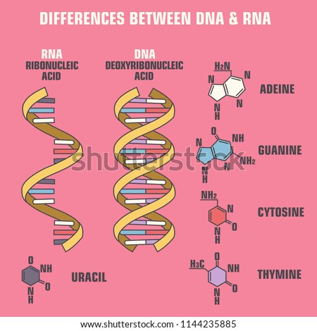 Vector scientific icon spiral of DNA and RNA. An illustration of the differences in the structure of the DNA and RNA molecules. Royalty-Free Stock Photo #1144235885