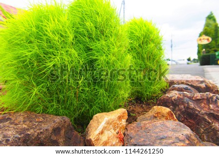 Cute lovely green broom grass like a round bonbon that flops in the wind planted in alley.