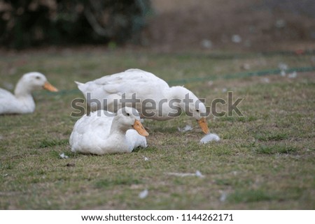 Ducks wandering and feeding on grass