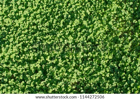 Clover ground cover background.