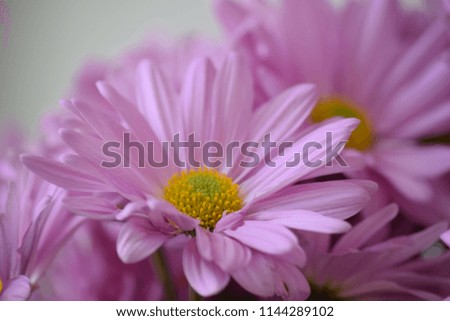 Pink Daisy Bouquet 