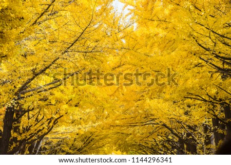 Ginkgo Tree on Autumn