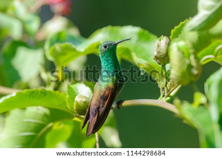 Berylline Hummingbird (Amazilia beryllina) -  San Juan Cosala, Jalisco, Mexico