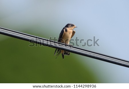 Barn Swallow (Hirundo rustica) perched on a wire  San Juan Cosala, Jalisco, Mexico