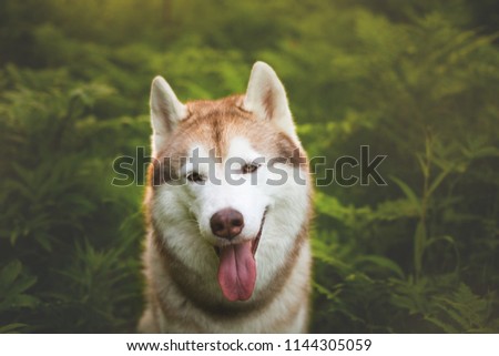 Close-up Portrait of Cute beautiful beige and white siberian husky dog with brown eyes sitting in green fern grass on sunset background and yellow sunny backlight.