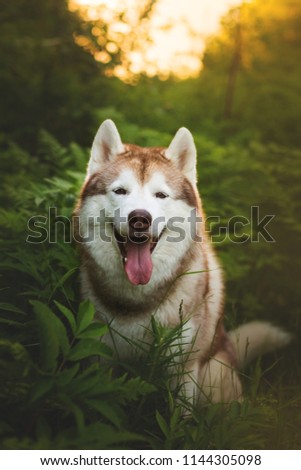 Portrait of smilley siberian husky dog with brown eyes sitting in green fern grass at sunset with yellow sunny backlight.