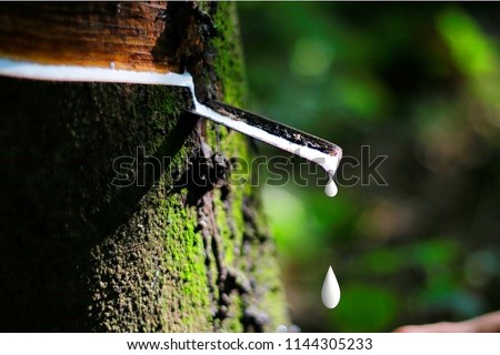 Natural rubber latex is dropping to rubber container or bowl from rubber tree with green moss  Royalty-Free Stock Photo #1144305233