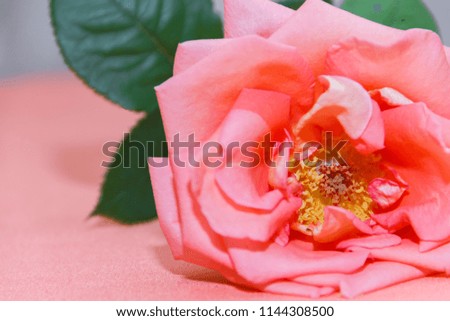 Pink rose on pink fabric close-up