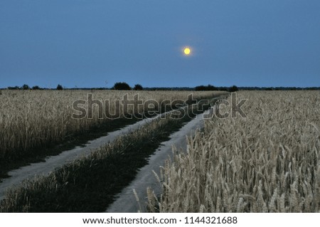 wheat field at night