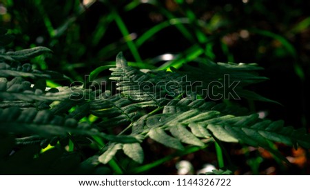 Photo of fern (Pteridium aquilinum) leaf in summer mixed forest with forest floor on the background, fresh greenery with soft sunlight