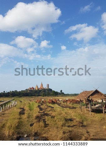 rice filed and temple view in thailand