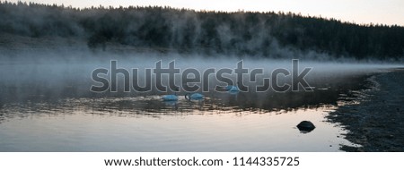 Trumpeter Swan in Yellowstone River at dawn in Yellowstone National Park in Wyoming United States