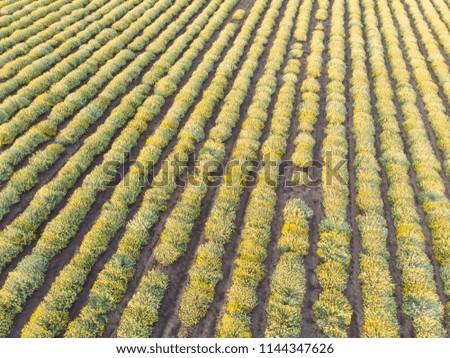 AERIAL view of Beautiful Blooming Curry plant field in rural countryside. Flying above on a field with herb Helichrysum italicum at sunrise.