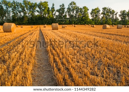 straw bales on the fields