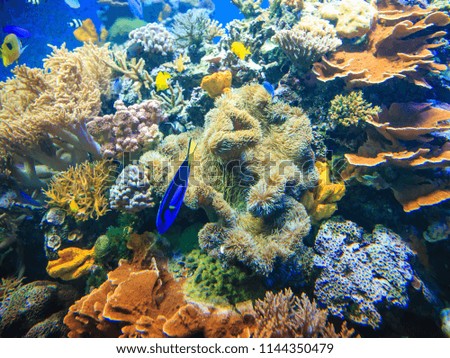 A close up of a colorful ocean reef near Japan in the Pacific Ocean with bright yellow and blue tropical fish.