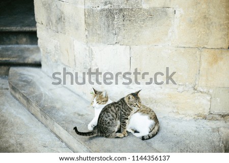 Cat family: mother cat and kitten lie together on old stone wall background in old town Baku