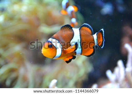 Clownfish/ anemonefish/ amphiprioninae
