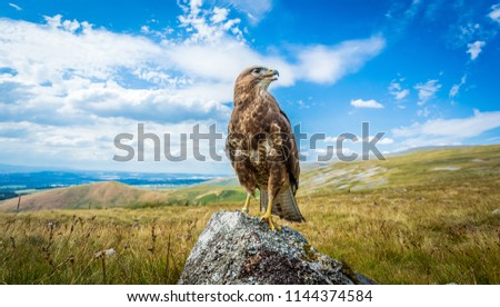 Buzzard, common buzzard, Scientific name: Buteo Buteo, perched on lichen covered rock in the Cumbrian fells, England, UK, Facing right. Panoramic view of the English Lake District, horizontal. Royalty-Free Stock Photo #1144374584