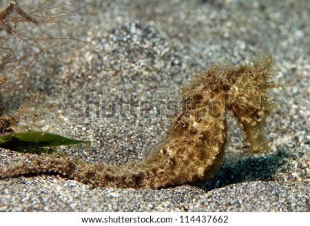 Hairy/Estuary Seahorse (Hippocampus Kuda) on Sand Bottom, Lembeh Strait, Indonesia