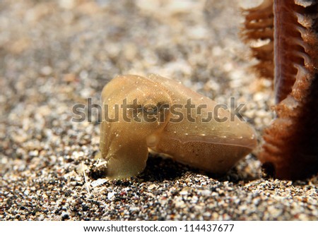 Pygmy Cuttlefish (Sepia Bandensis) on Sand Bottom, Bunaken, Indonesia