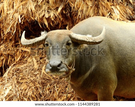 Buffalo is eating dried corn bark