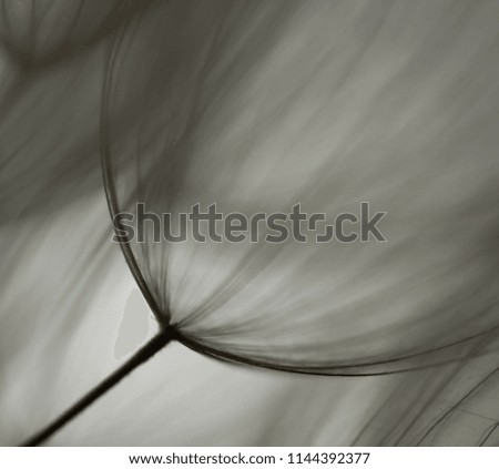Dandelion abstract background. Shallow depth of field. Spring backround