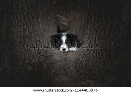 adorable portrait of amazing cute black and white border collie puppy in the tree