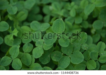 Trifolium pratense. Clover.