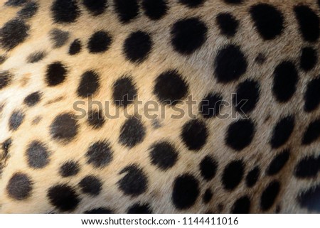 patterns of cheetah spots
