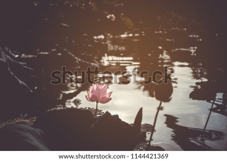 Selective focus of beautiful colorful flowers lotus in pond with summer bokeh background.vintage color style.