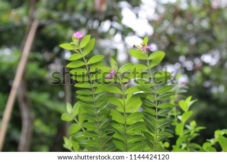 Royalty free, high quality, free stock image of small wild colourful flowers.