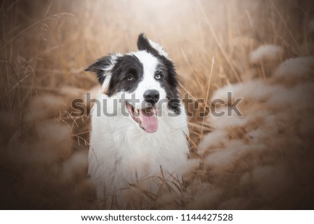 adorable photo of amazing young border collie with blue eyes in the forest