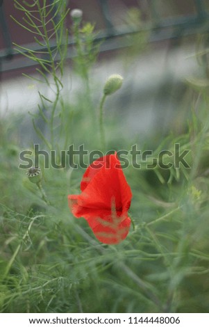 red poppies in the wild