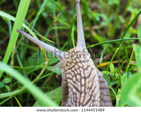 Big snail in the grass, macro photography, cochlea