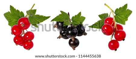 black and red  currant isolated on white Royalty-Free Stock Photo #1144455638