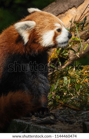 Red Panda on Tree with green leaves