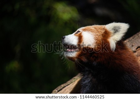 Red Panda on Tree with green leaves