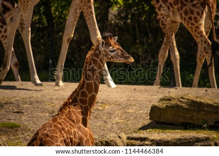 Giraffe in Reserve