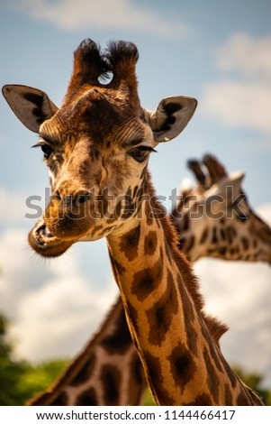 Giraffe in Reserve
