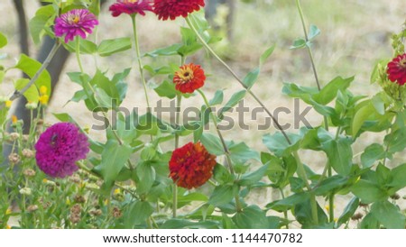 Flowers, nature, art Royalty-Free Stock Photo #1144470782