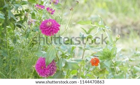 Flowers, nature, art Royalty-Free Stock Photo #1144470863