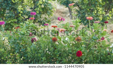 Flowers, nature, art Royalty-Free Stock Photo #1144470905