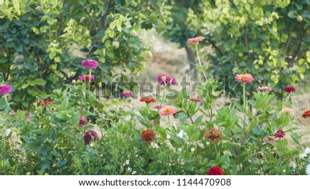 Flowers, nature, art Royalty-Free Stock Photo #1144470908
