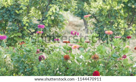 Flowers, nature, art Royalty-Free Stock Photo #1144470911
