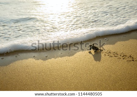 Image of little sea turtles crawling on the sand beach toward the sea at Pangumbahan beach, Sukabumi, West Java Royalty-Free Stock Photo #1144480505